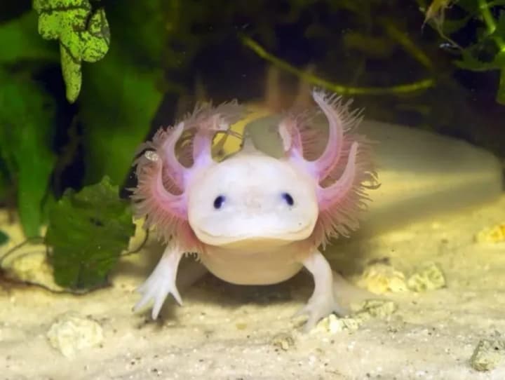 the-amazing-superpower-of-axolotls-will-help-create-a-revolutionary-supergel-for-skin-regeneration