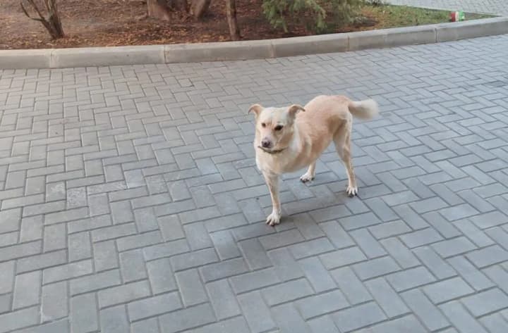 pes-prezydenta-moldovy-na-prizvysko-kodruts-zahubyvsia-v-novorichnu-nich-zliakavshys-feierverkiv