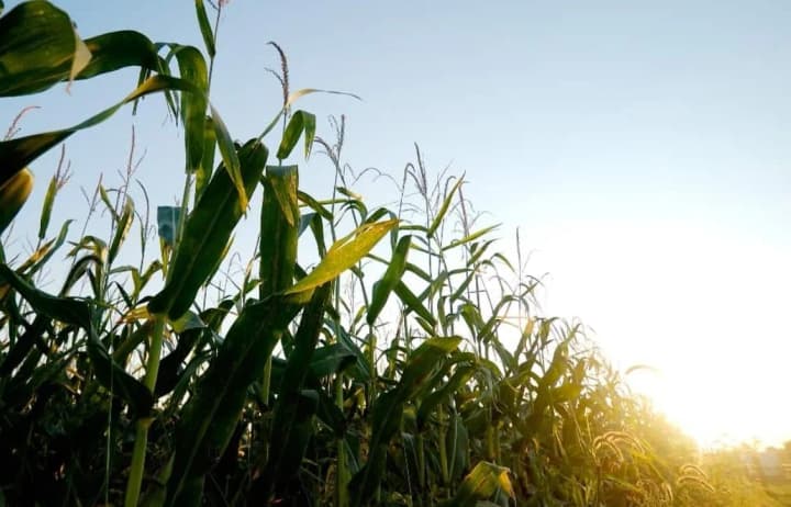 ukrhydrometcenter-explains-the-impact-of-warm-winter-on-the-agricultural-sector