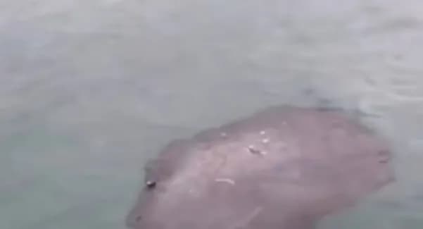 naftova-pliama-pislia-avarii-rosiiskykh-tankeriv-distalasia-do-sevastopolia