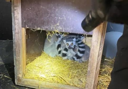 escape-from-madagascar-lemurs-found-on-the-border-with-poland