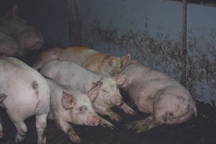 two-outbreaks-of-african-swine-fever-detected-in-sumy-region-whats-going-on