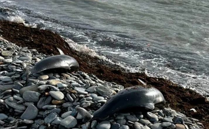 fuel-oil-discharge-off-the-coast-of-occupied-crimea-more-than-30-dolphins-killed-kilometers-of-pollution