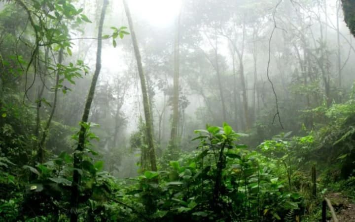 from-killless-elephants-to-snails-how-animals-adapt-to-human-activity