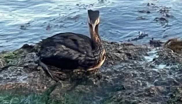 iz-za-razliva-mazuta-v-kerchenskom-prolive-uzhe-pogiblo-okolo-15-20-tisyach-ptits-biolog