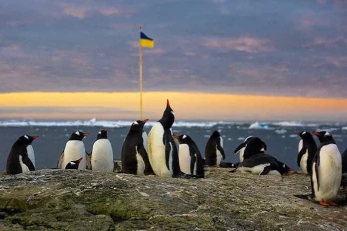 about-a-thousand-penguins-have-already-been-born-near-the-akademik-vernadsky-station