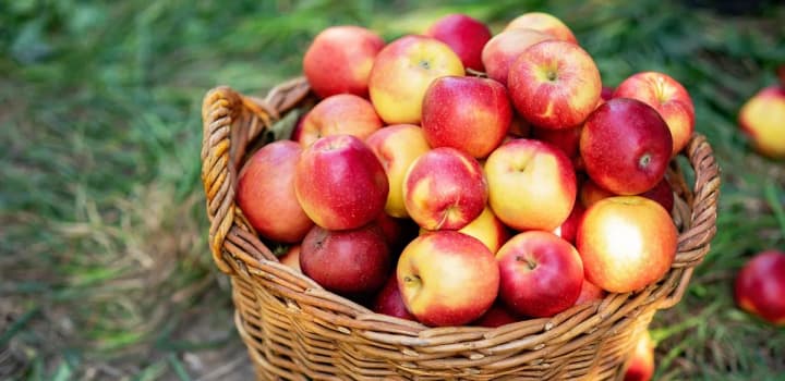 record-prices-for-apples-in-ukraine-why-fruit-continues-to-grow