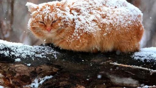 pohoda-v-ukraini-14-sichnia-de-bude-naiteplishe-ta-choho-chekaty-vid-neba