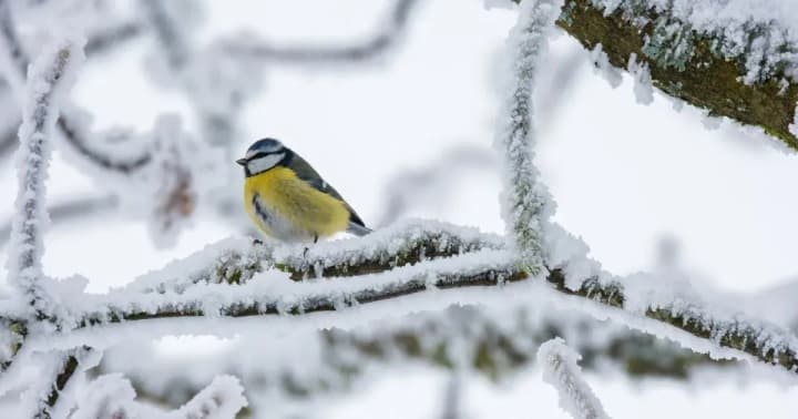 weather-in-ukraine-on-january-15-the-weather-forecaster-told-about-an-interesting-feature