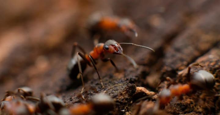 vcheni-vyiavyly-shcho-murakhy-zdatni-zapamiatovuvaty-svoikh-kryvdnykiv