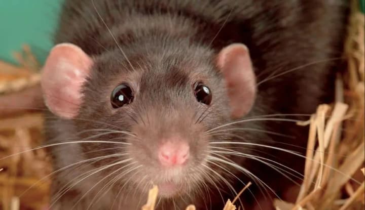 krisa-na-old-trafford-neozhidannii-gost-prerval-match-myu-i-sautgemptona