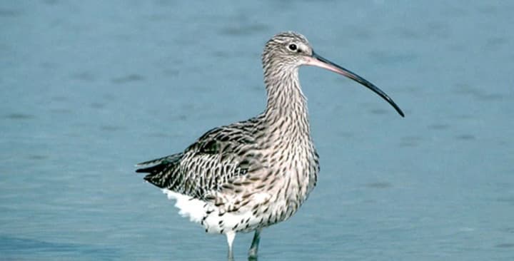 for-the-first-time-in-modern-times-a-european-bird-species-is-recognized-as-extinct