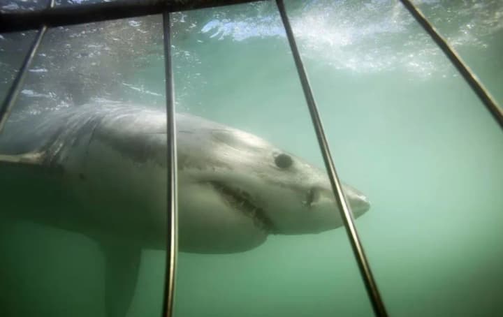 kosatky-vytisnyly-tysiachu-bilykh-akul-iz-zatoky-v-pivdennii-afrytsi