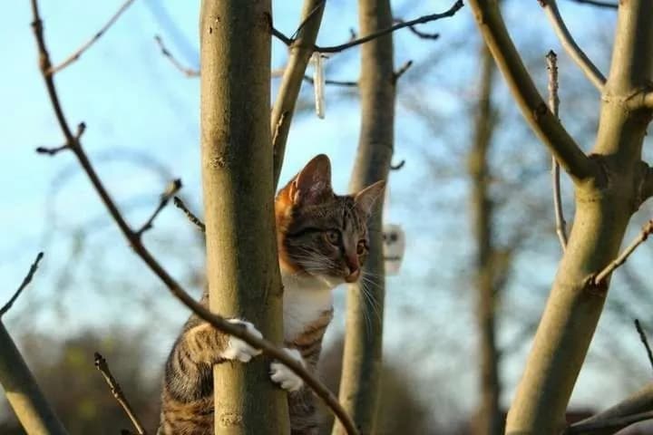 abnormal-heat-in-ukraine-weather-forecast-for-today