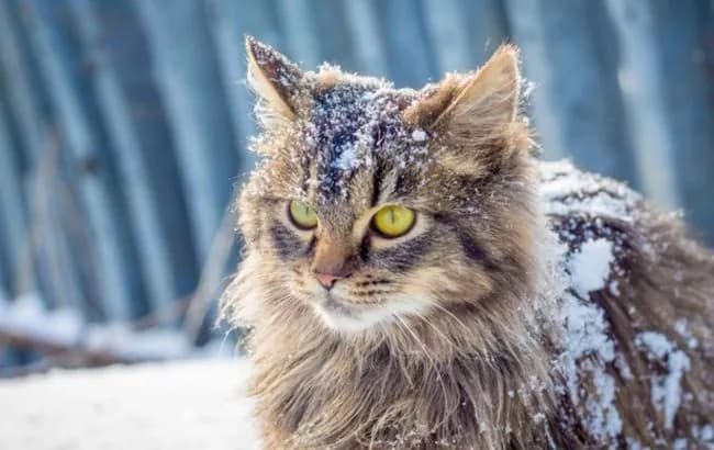 weather-in-ukraine-on-january-29-where-it-will-be-warmest-and-whether-to-take-an-umbrella