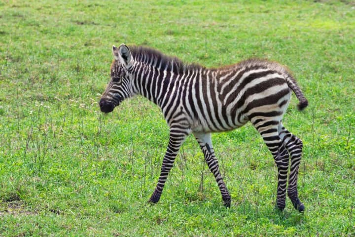 mizhnarodnyi-den-zebry-ta-vsesvitnii-den-yuvelira-shcho-vidznachaiut-31-sichnia