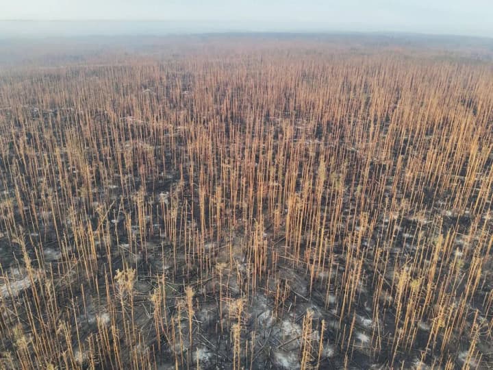 vcheni-z-nimechchyny-zbyraiut-slidy-ekozlochyniv-v-ukraini-zmi-povidomyly-detali