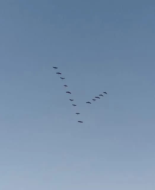 a-unique-case-first-crane-keys-spotted-in-volyn