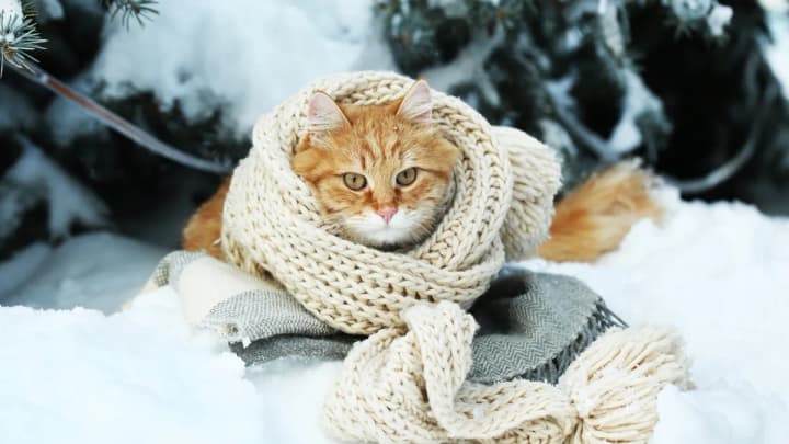 first-signs-of-cold-weather-in-ukraine-weather-forecast-for-today