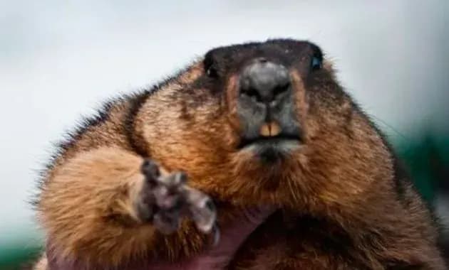 today-is-groundhog-day-what-it-means-and-portends