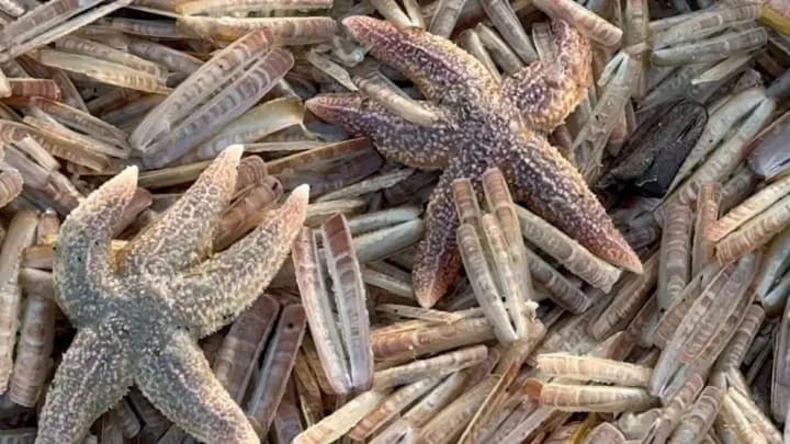 mass-mussel-deaths-on-a-german-island-what-happened-to-the-mollusks