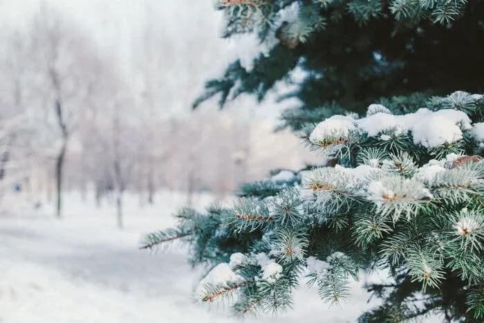 night-frosts-and-snow-in-three-regions-weather-forecasters-give-weather-forecast-for-february-5