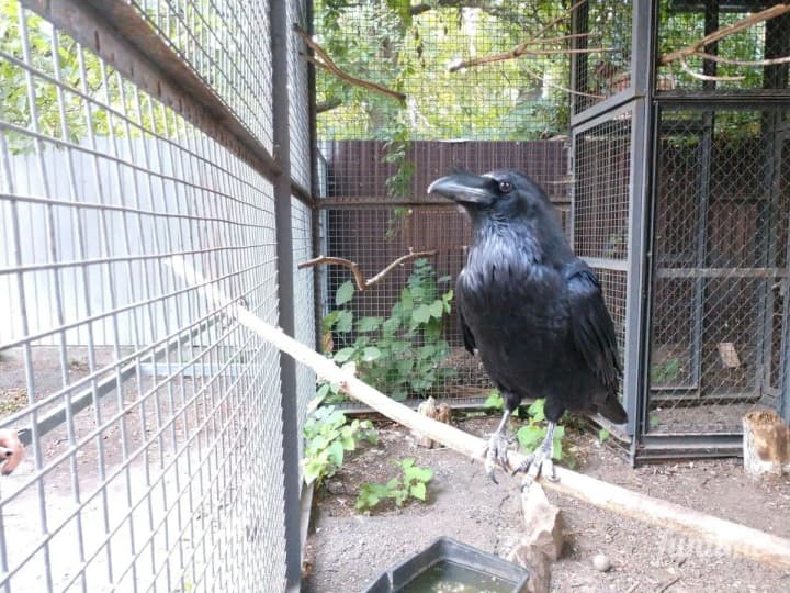 dvoryk-iz-voronamy-v-kyivradi-zapevniaiut-shcho-zhodnoi-zabudovy-na-reitarskii-ne-bude