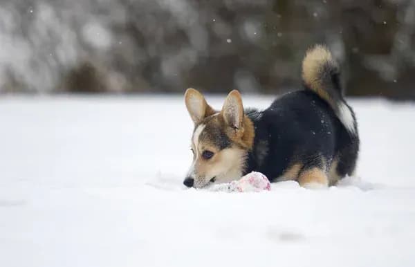 weather-in-ukraine-where-is-snow-expected-today-and-what-are-the-temperatures