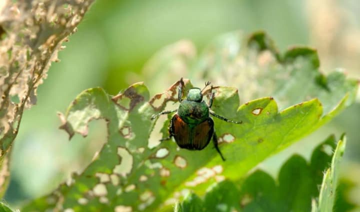 warm-winter-will-force-farmers-to-spend-more-on-crop-protection-from-pests