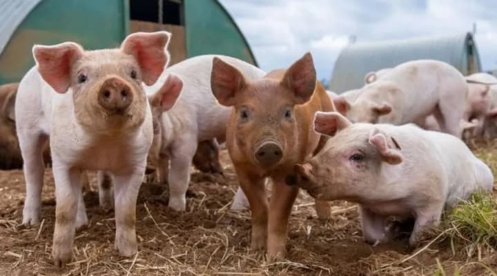 meduniversitet-ternopolya-obyavil-tender-na-zakupku-250-svinei-dlya-eksperimentov