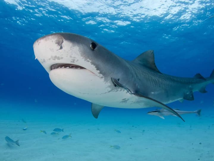 in-the-bahamas-two-american-tourists-were-bitten-by-a-shark-a-few-minutes-after-jumping-into-the-water