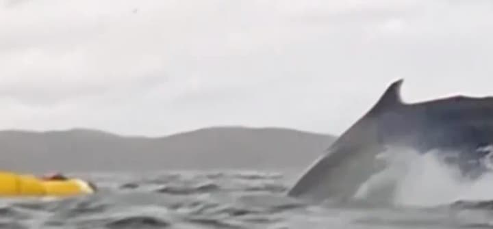 horbatyi-kyt-prokovtnuv-i-vypustyv-kaiakera-bilia-berehiv-chyli-tse-znialy-na-video