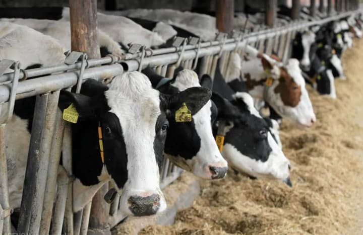 ptashynyi-hryp-h5n1-mozhe-bez-yavnykh-oznak-poshyriuvatysia-sered-tvaryn-i-liudei-doslidzhennia