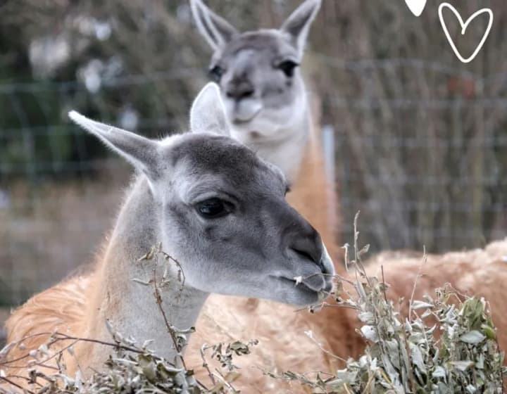 a-couple-of-guanacos-in-love-gave-birth-to-a-fluffy-baby-in-the-kyiv-zoo