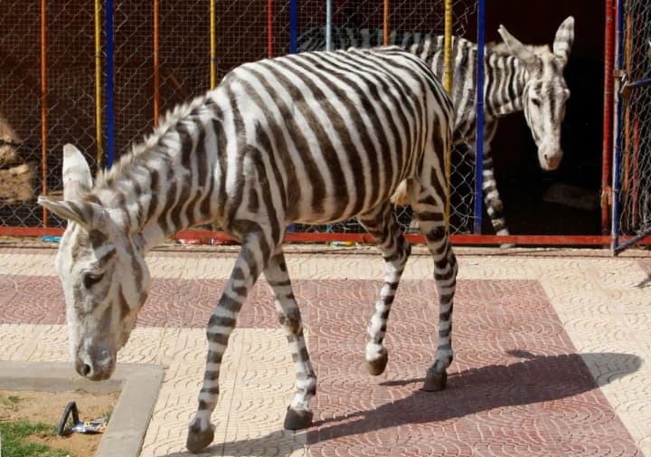 chinese-zoo-created-zebras-from-donkeys-in-an-attempt-to-attract-people