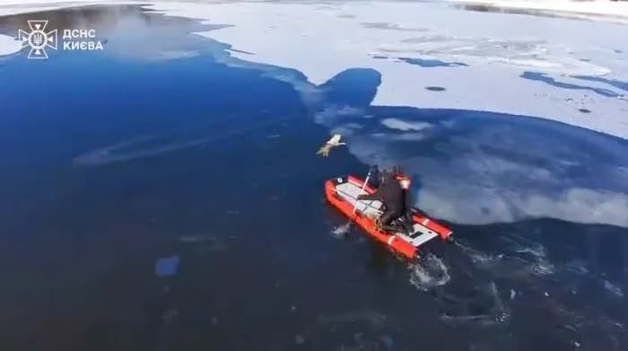 he-saw-a-swan-and-rushed-to-it-rescuers-pulled-a-dog-out-of-icy-water-in-kyiv