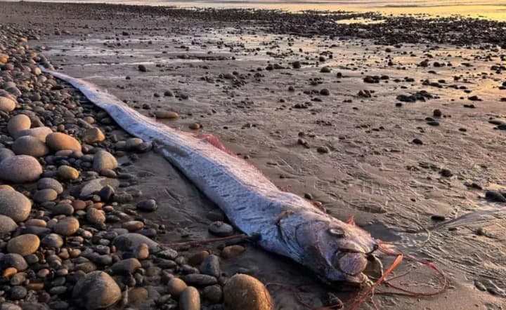 mysterious-belt-fish-found-in-the-canaries-which-is-associated-with-disasters