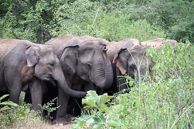 train-crashes-into-a-herd-of-elephants-and-derails-in-sri-lanka