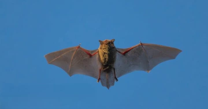 kytaiski-vcheni-vyiavyly-novyi-vyd-koronavirusu-kazhaniv-shcho-mozhe-peredavatysia-liudyni