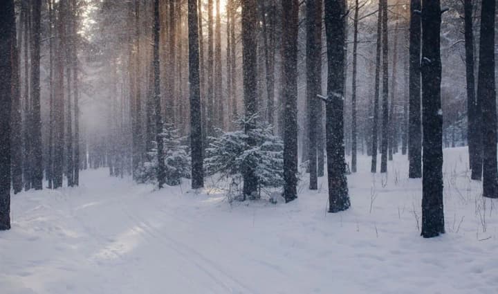 dvoe-sutok-lesami-mezhdu-zhitomirskoi-i-rovenskoi-oblastyami-zaderzhan-narushitel-granitsi-kotorii-riskoval-zamerznut-pri-14c