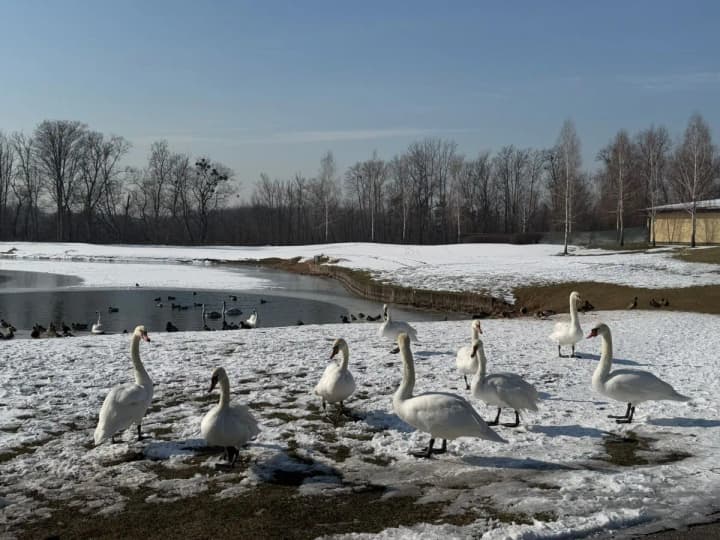 lebedi-v-mezhyhiri-zalyshatsia-pid-opikoiu-mindovkillia-zapevniaie-u-nalezhnomu-dohliadi