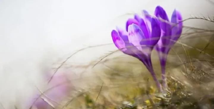 za-sbor-i-prodazhu-pervotsvetov-budut-shtrafovat-za-kakie-tsveti-i-kakie-summi-nakazanii