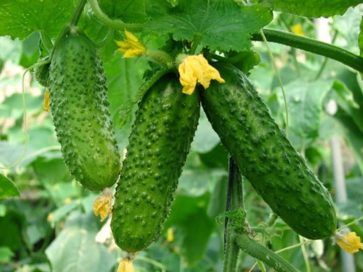 prices-for-greenhouse-cucumbers-in-ukraine-began-to-fall-what-prices