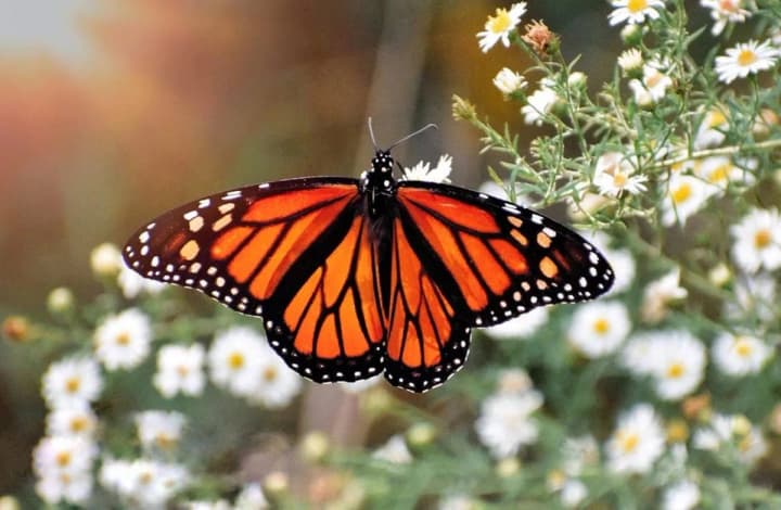 the-butterfly-population-in-the-usa-has-decreased-by-22percent-what-does-this-mean-for-the-ecosystem