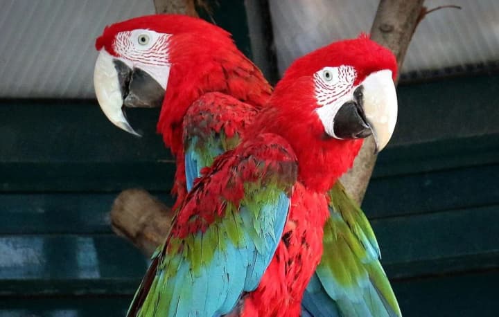 the-kyiv-zoo-has-started-to-open-summer-enclosures