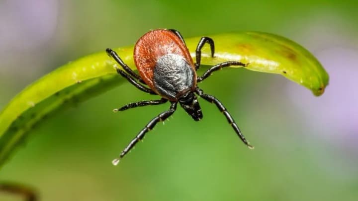 tick-season-the-veterinarian-gave-advice-on-how-to-protect-pets--2