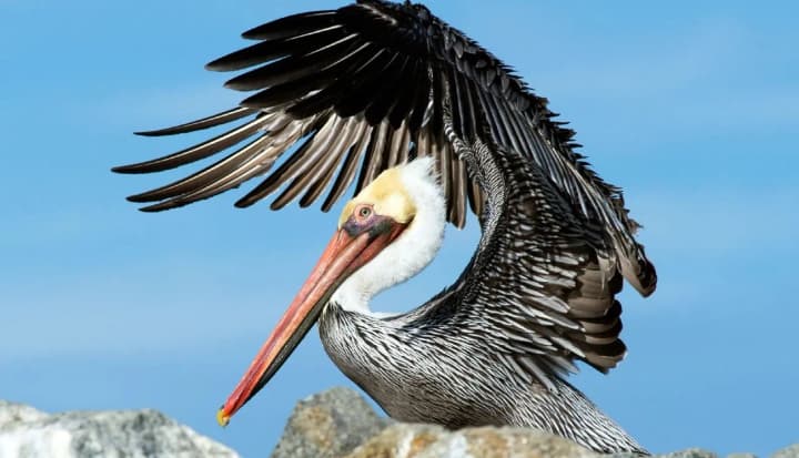 birds-have-returned-from-wintering-in-the-kyiv-zoo-you-can-again-observe-red-listed-pelicans