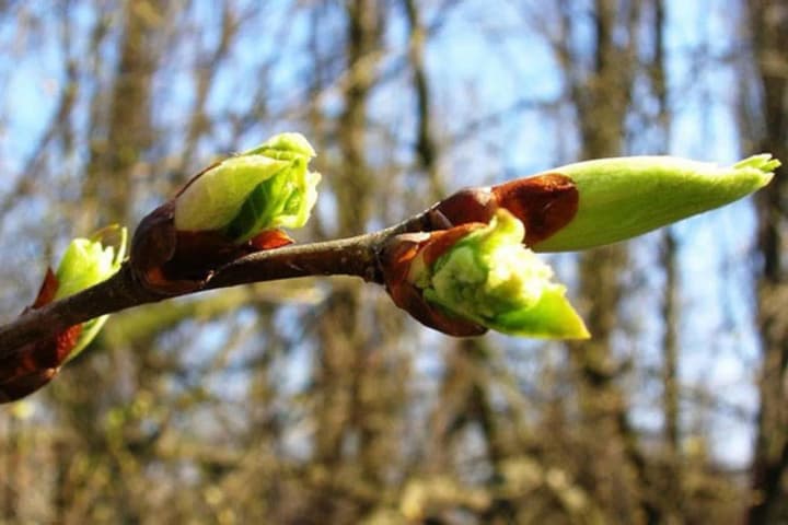 up-to-19-during-the-day-and-a-blanket-will-be-needed-at-night-what-weather-to-expect-in-ukraine-on-march-26