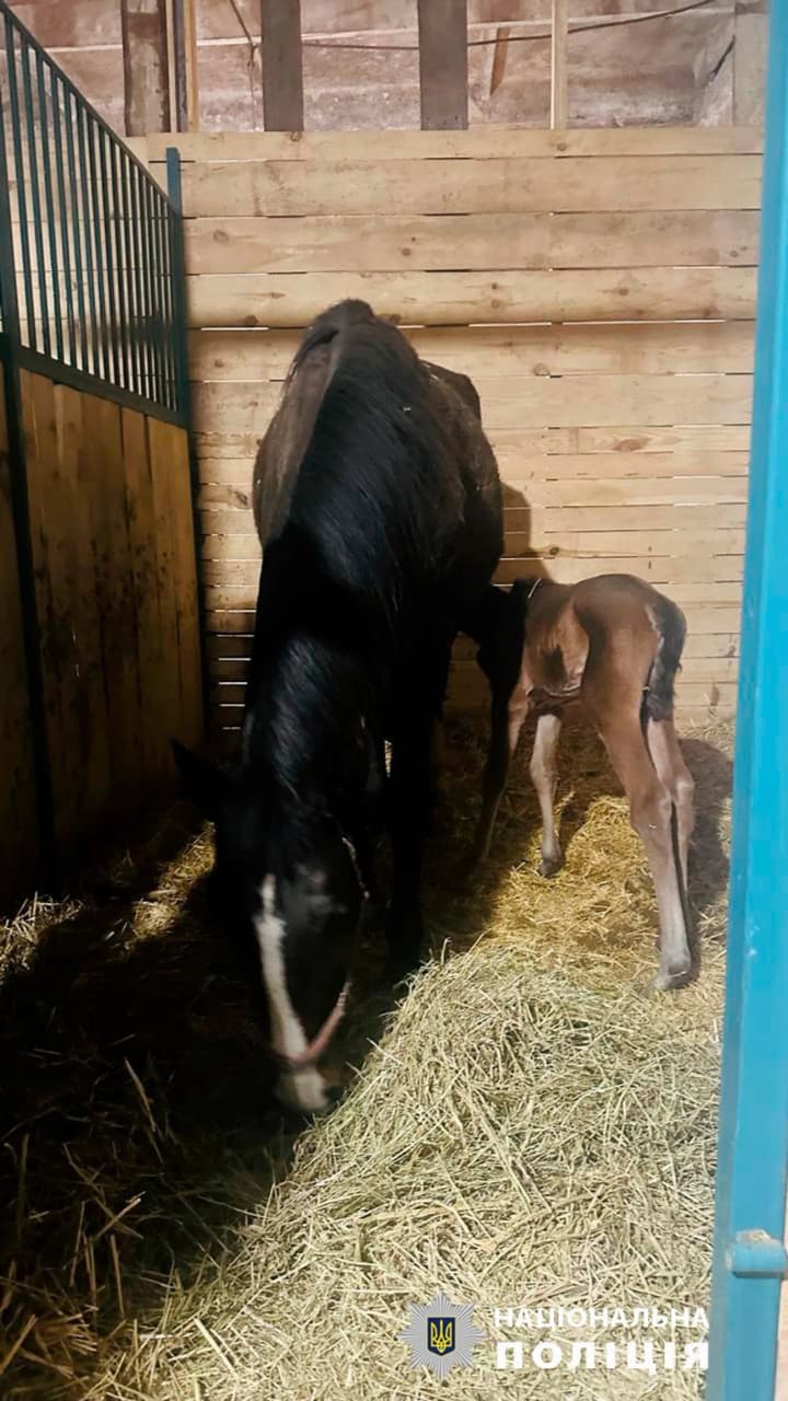 na-kharkivshchyni-narodylasia-peremoha-v-odniiei-iz-vriatovanykh-z-pid-obstriliv-kobyl-na-svit-ziavylasia-losha