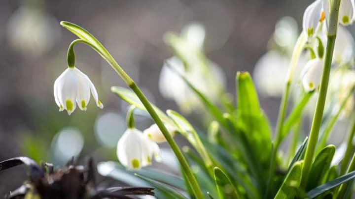 pohoda-v-ukraini-27-bereznia-teplo-khmarno-z-proiasnenniamy-ta-bez-sylnykh-doshchiv